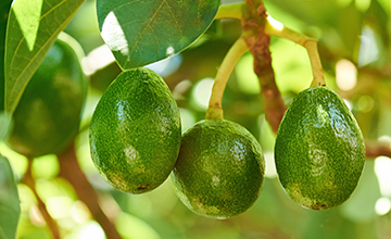 LoRa connected smart agriculture: avocado farms