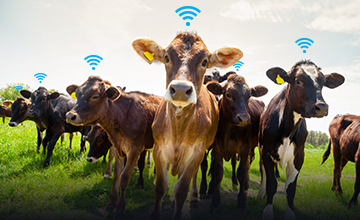 LoRa & Lar.Tech smart cattle ranching