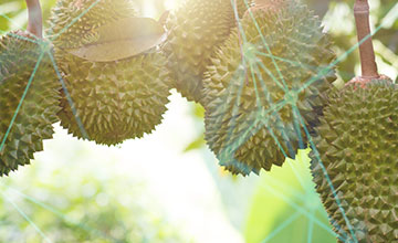 Sustainable Durian Farming