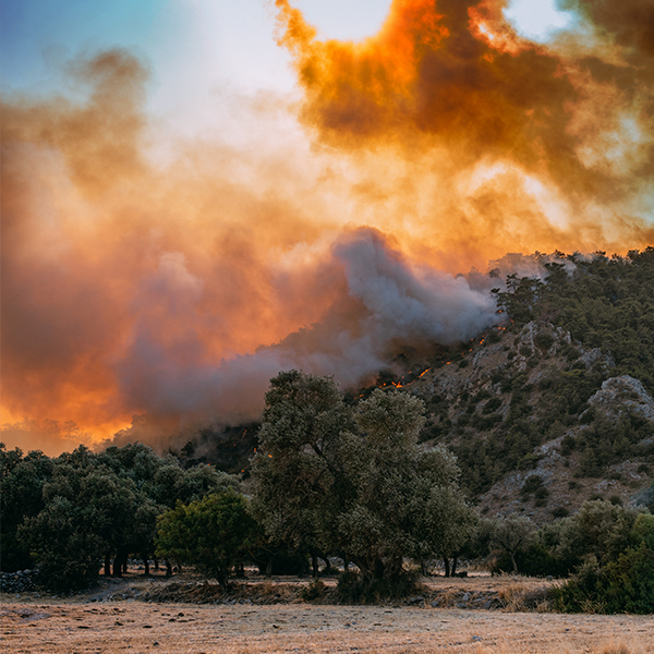 Safeguarding Forests: How Dryad’s Silvanet and Semtech’s LoRa® Technology Combat Wildfires